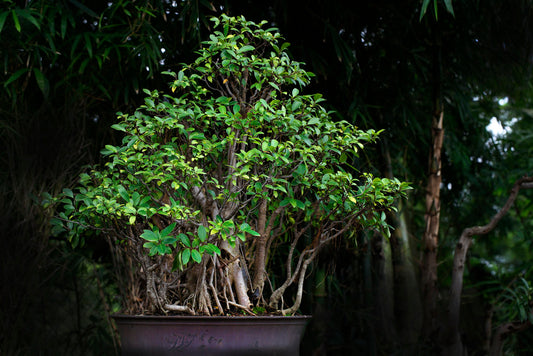 Essence of a Bonsai
