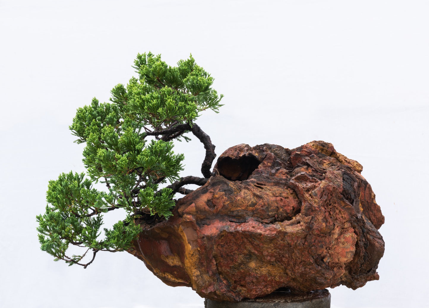 Collectible: Juniper chinesis - Special Rock Pot