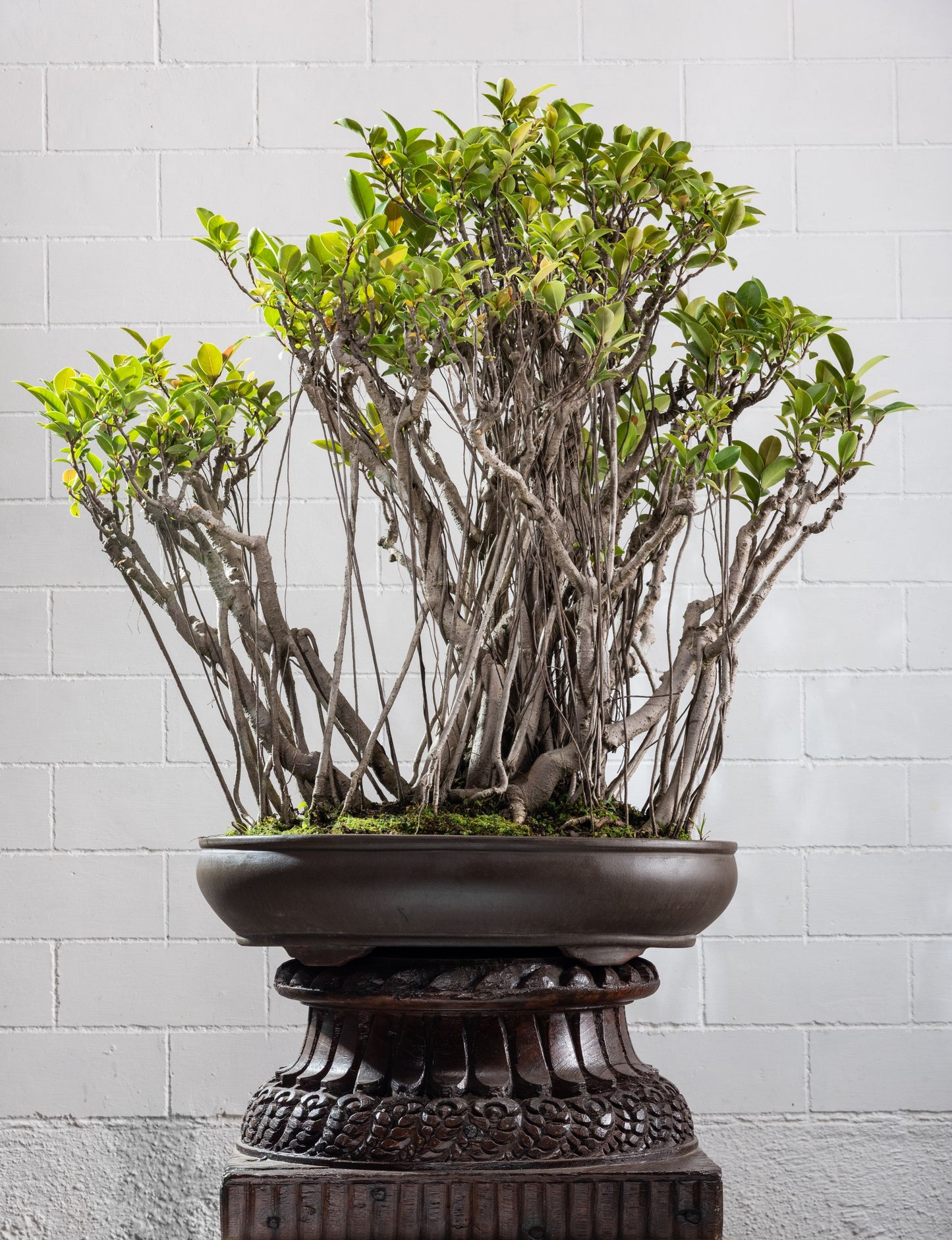 Statement: Ficus microcarpa - Large Austrailian Variety