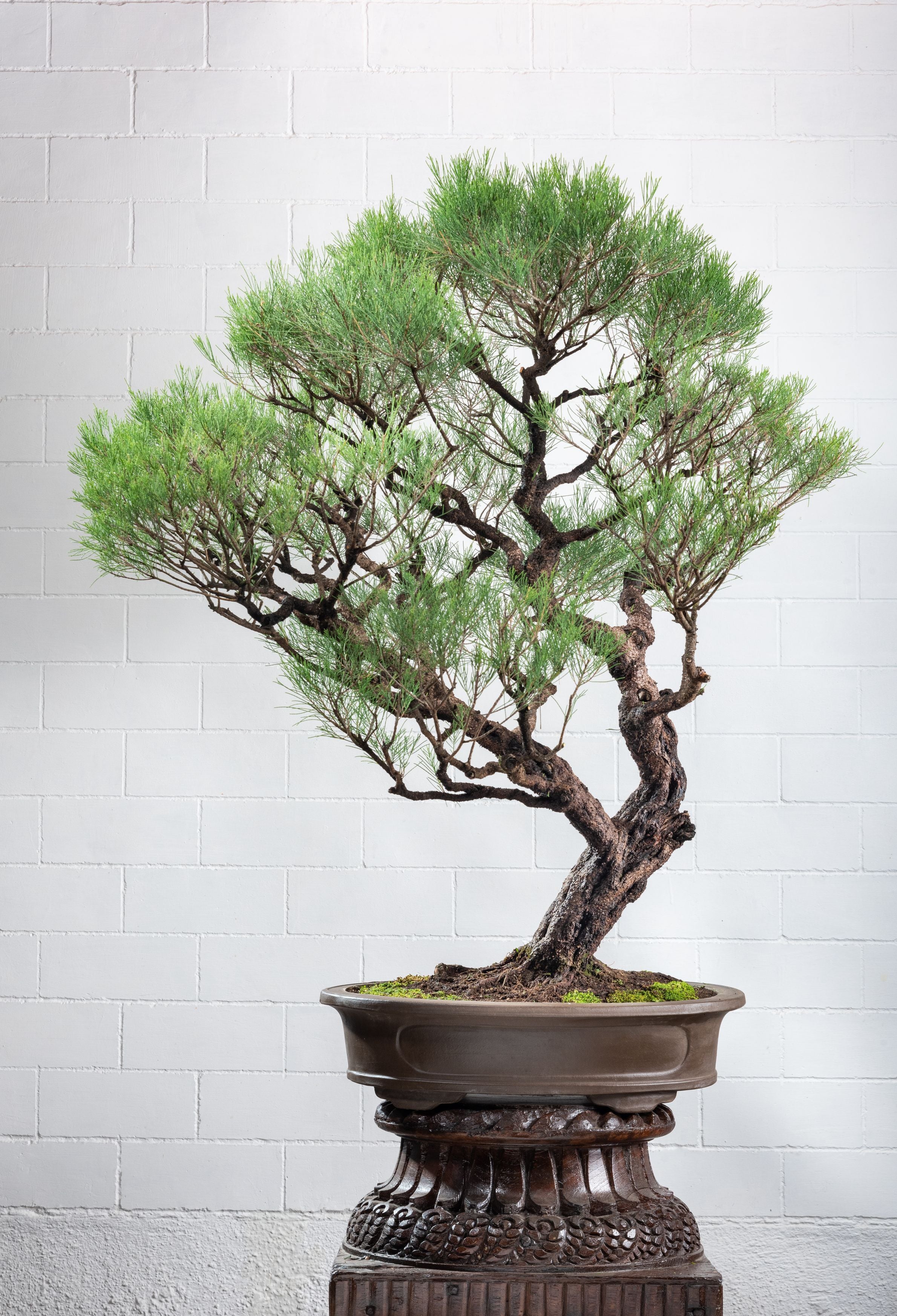 casuarina bonsai tree Statement: Casuarina equisetifolia