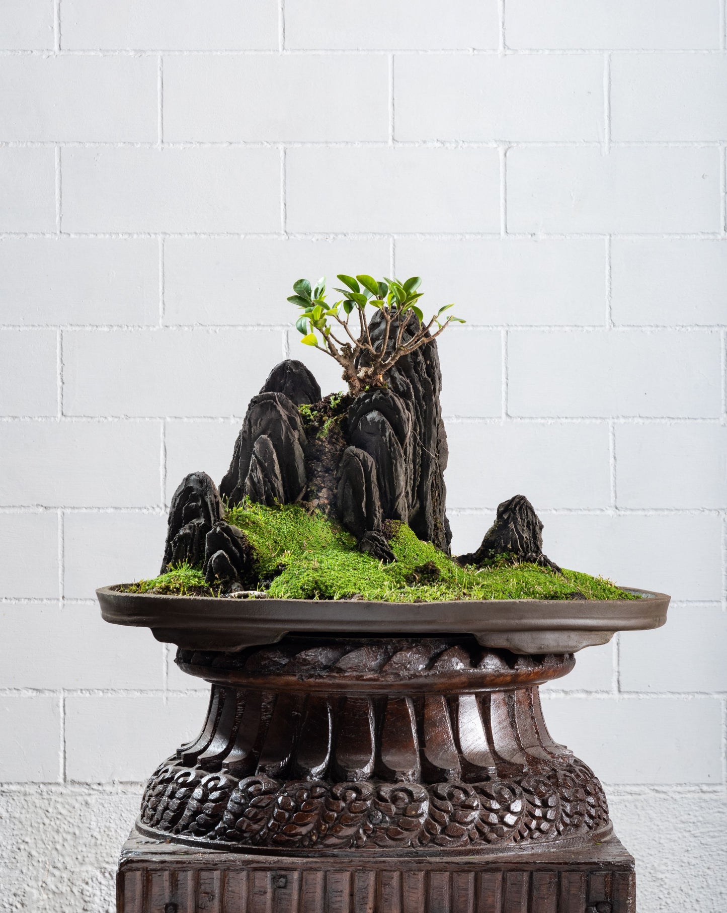 Statement: Maytenus - Avatar Penjing using handmade pots
