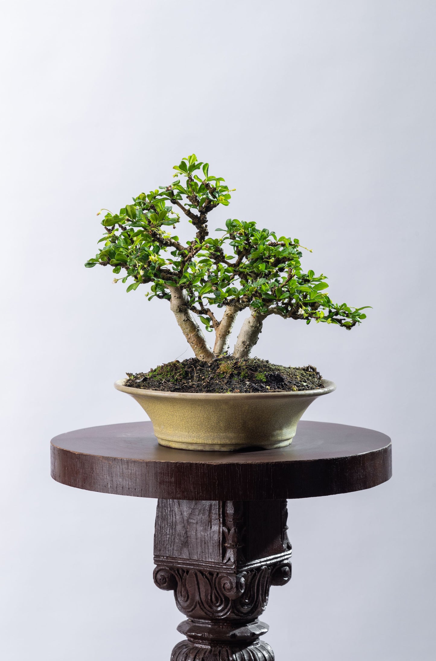 Fukien tea - Triple Trunk (SOLD)