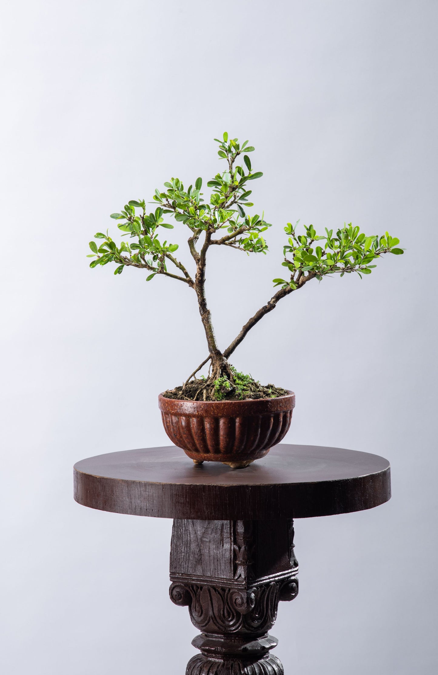 Desmodium - Large Leaf Variety, Formal Style Twin Trunk