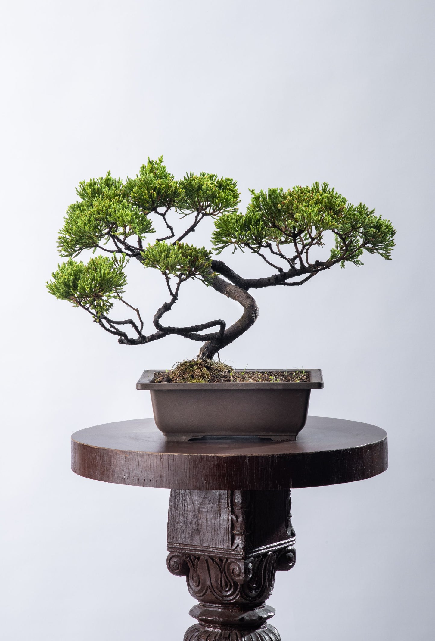 Juniperus chinensis - Informal Style (SOLD)