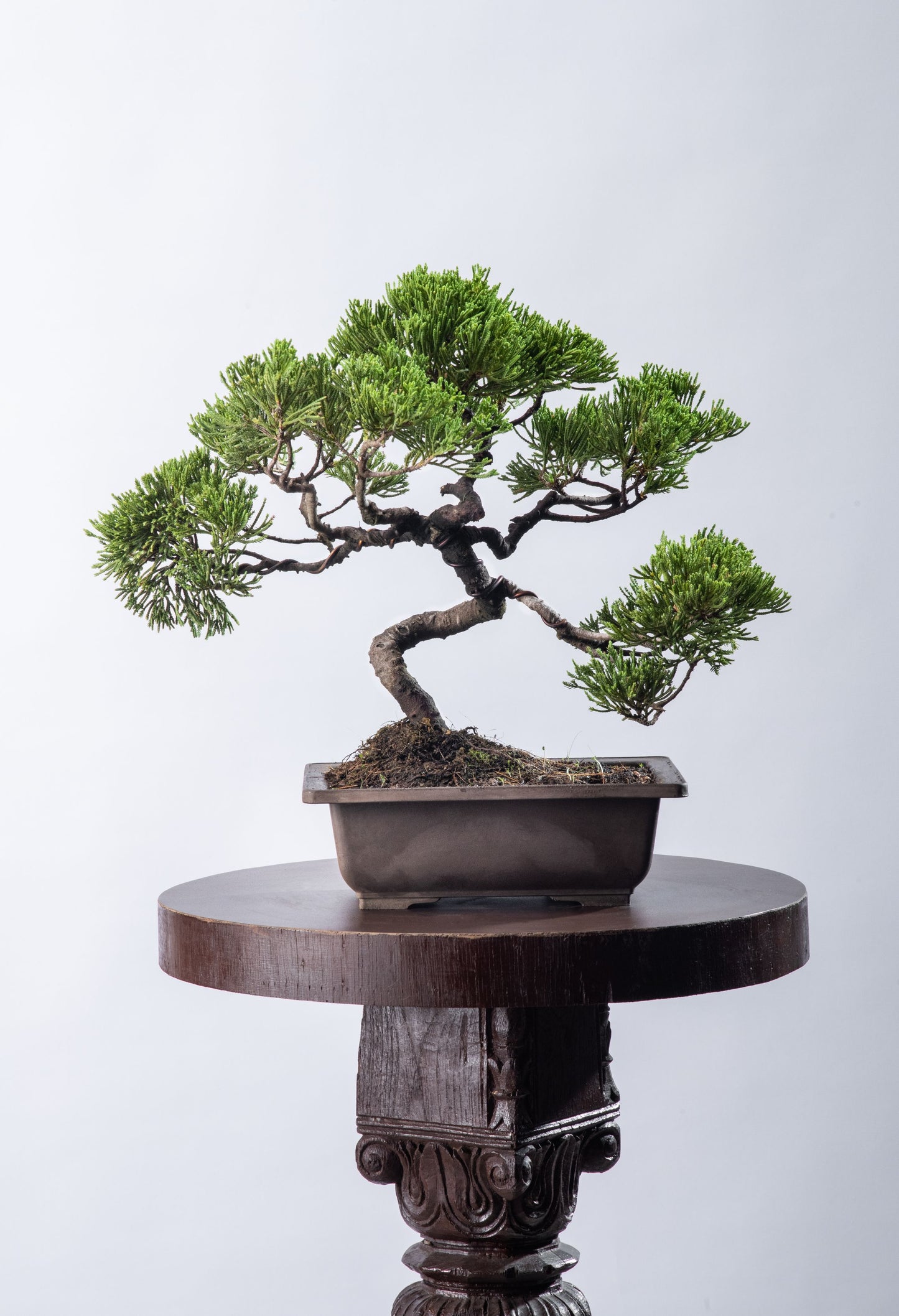 Juniperus chinensis - Informal Style (SOLD)