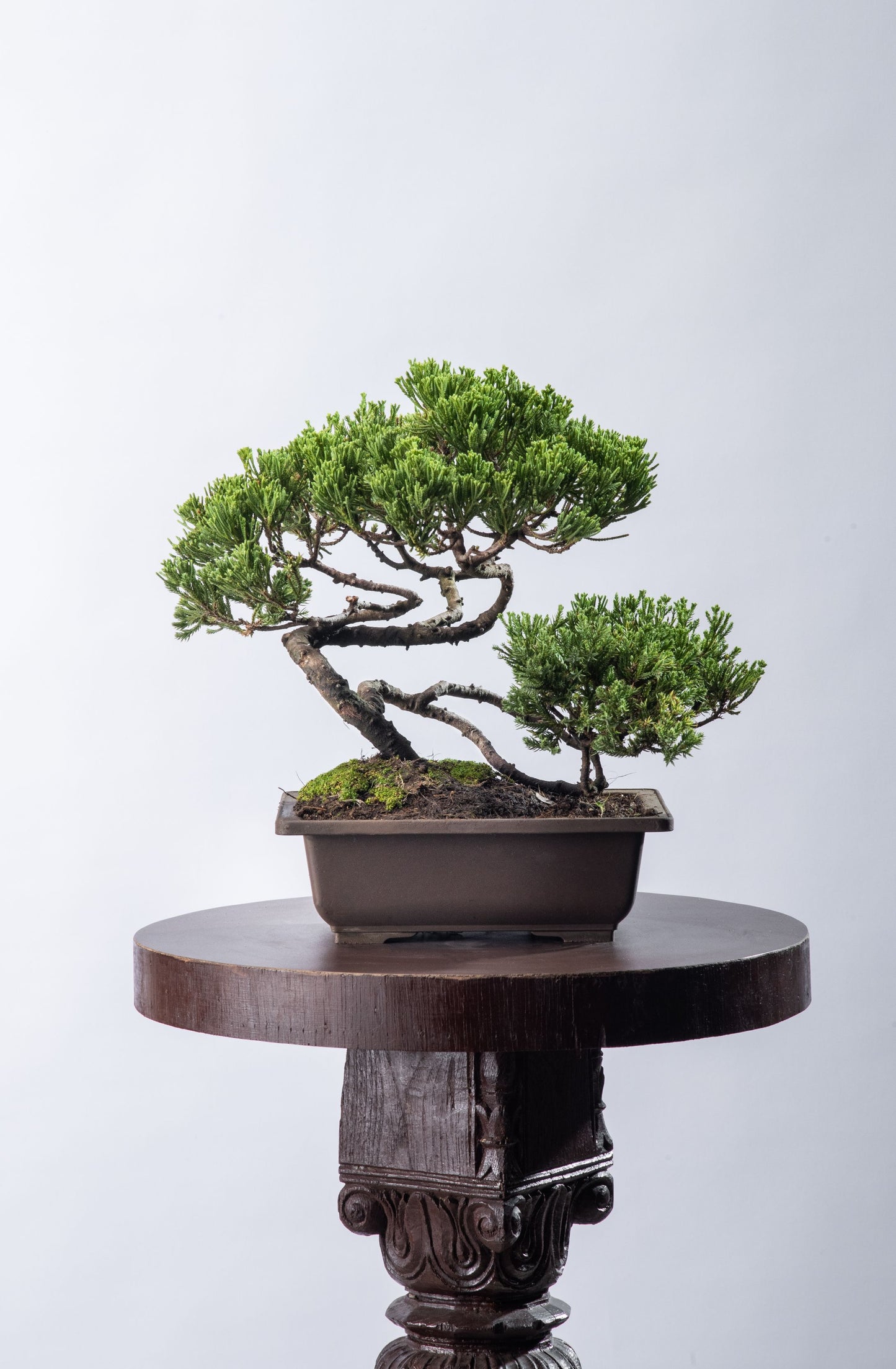 Juniperus chinensis - Informal Style (SOLD)