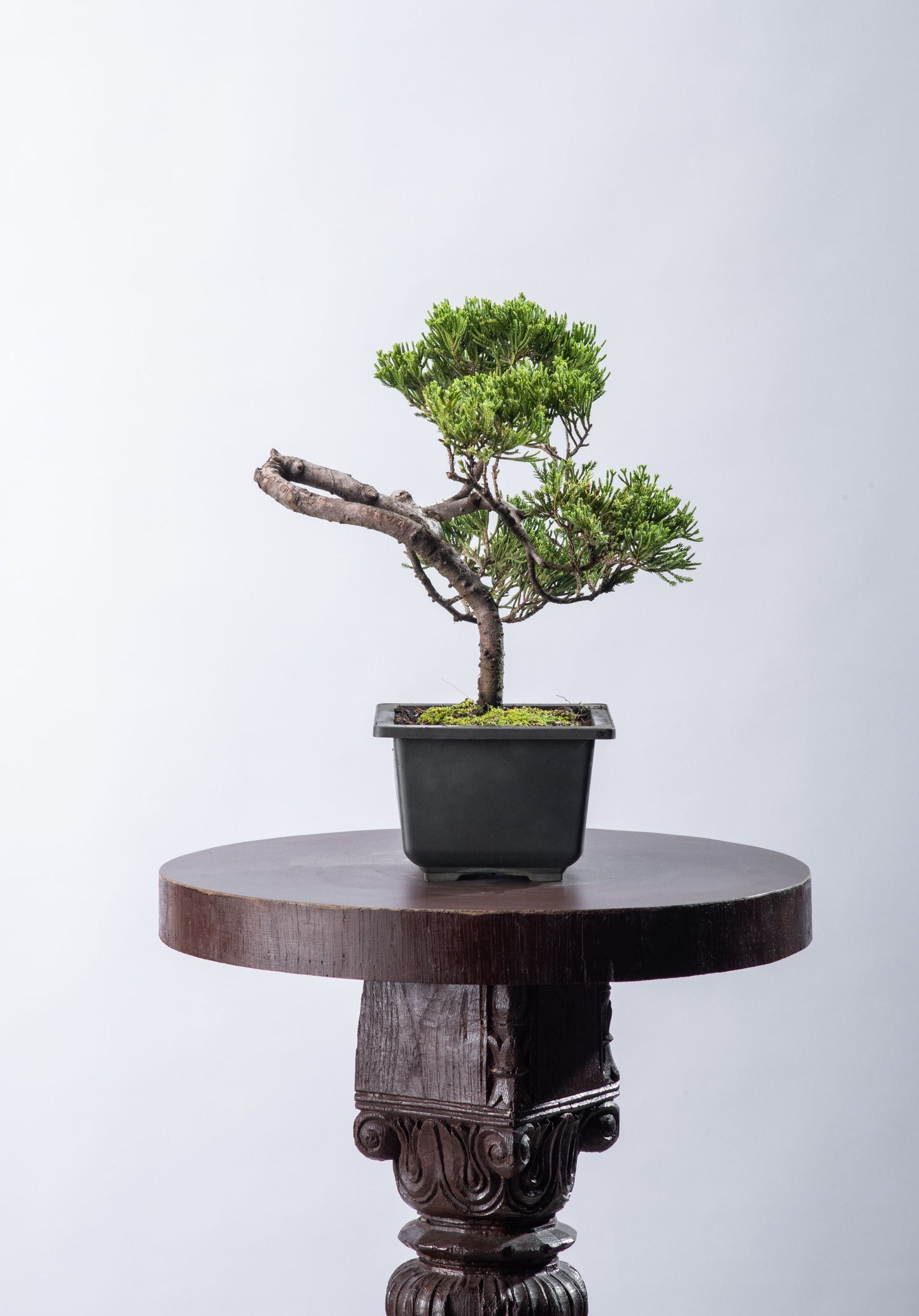 Juniperus chinesis - Square Small Bunjin (SOLD)