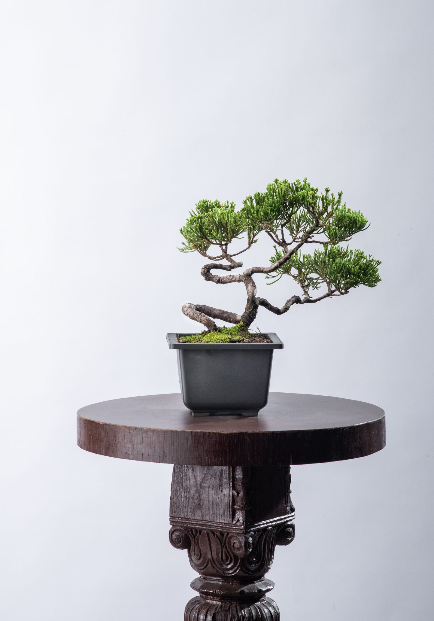 Juniperus chinesis - Square Small Informal (SOLD)