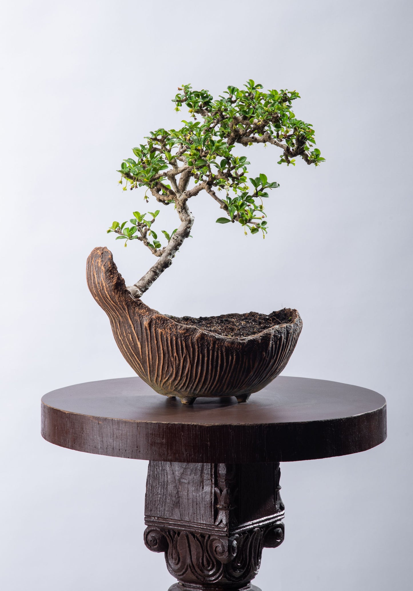 Fukien tea - Slanting Informal (SOLD)