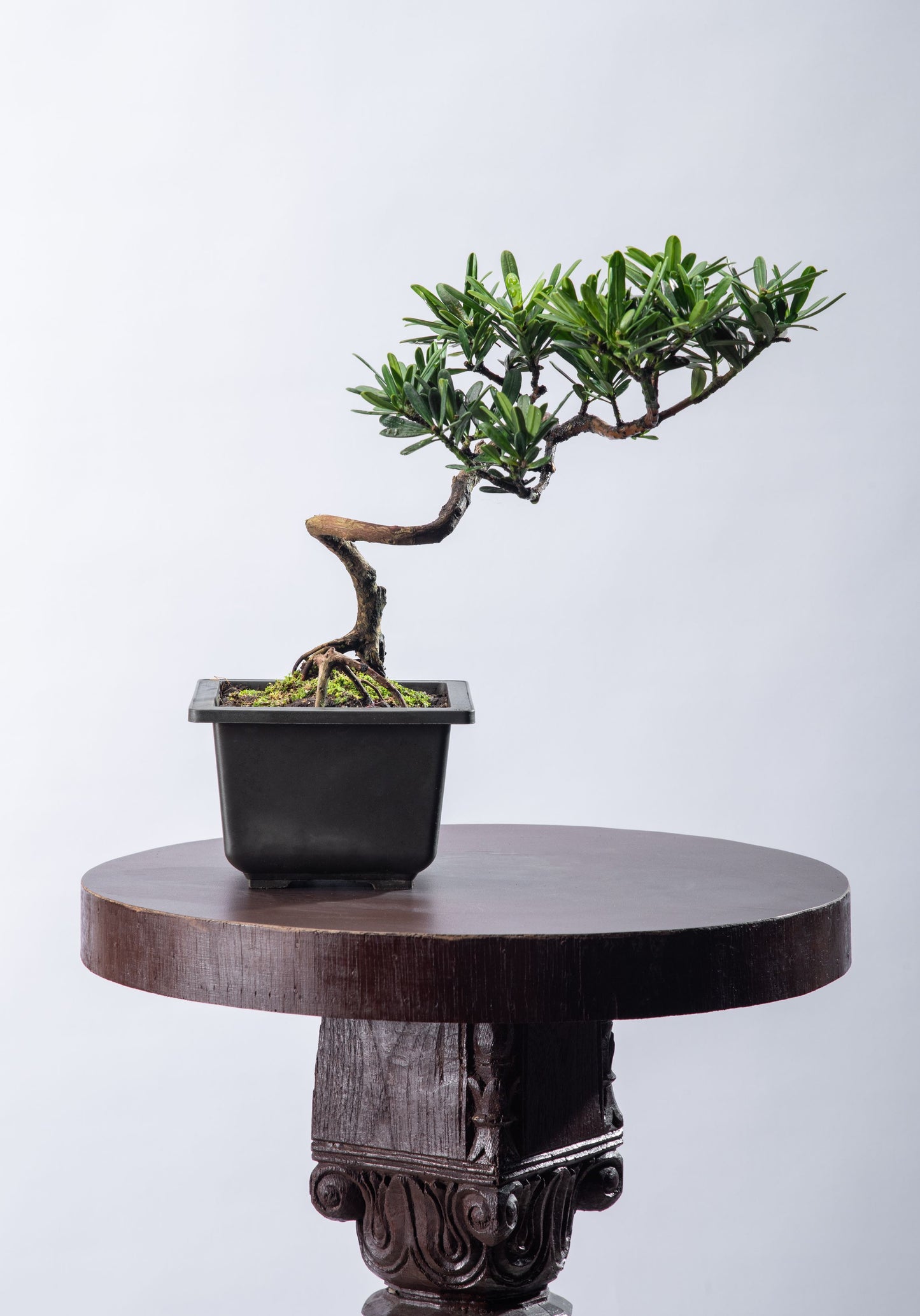 Podocarpus broad leaf - Square Pot Informal