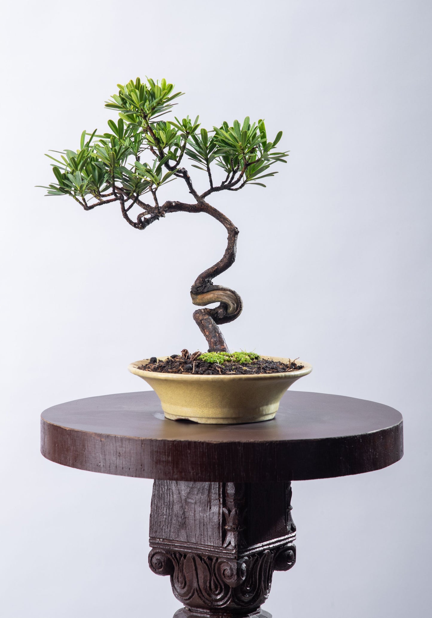 Podocarpus broad leaf - Bunjin in ceramic pot