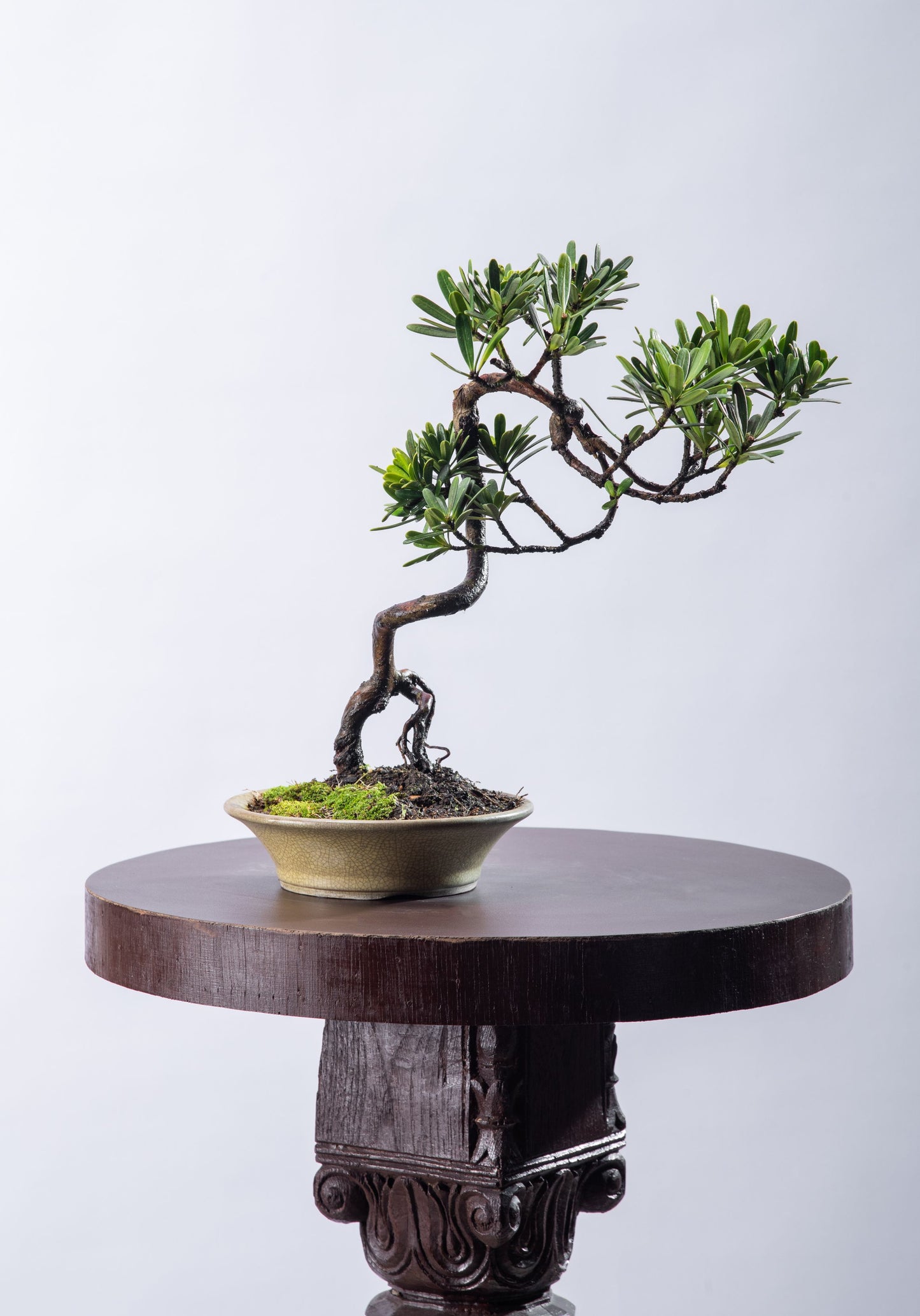 Podocarpus - Bunjin in ceramic pot, roots exposed style