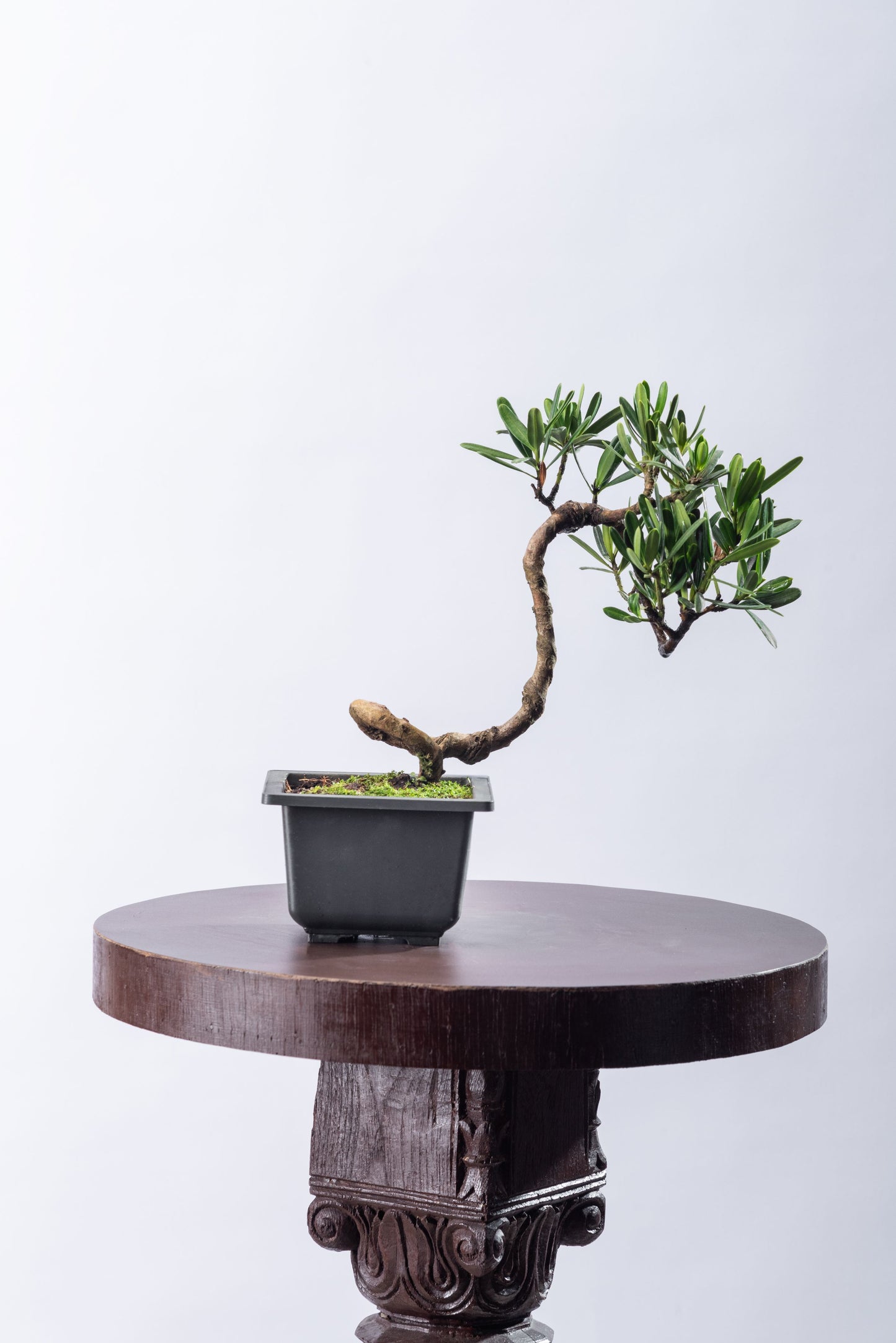 Podocarpus - Bunjin in Square Pot