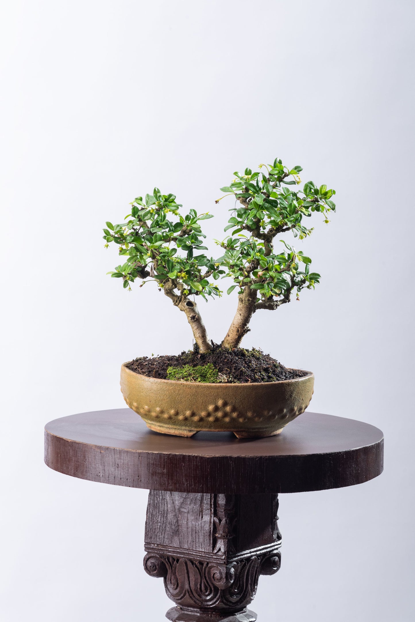 Fukien tea - Twin trunk formal