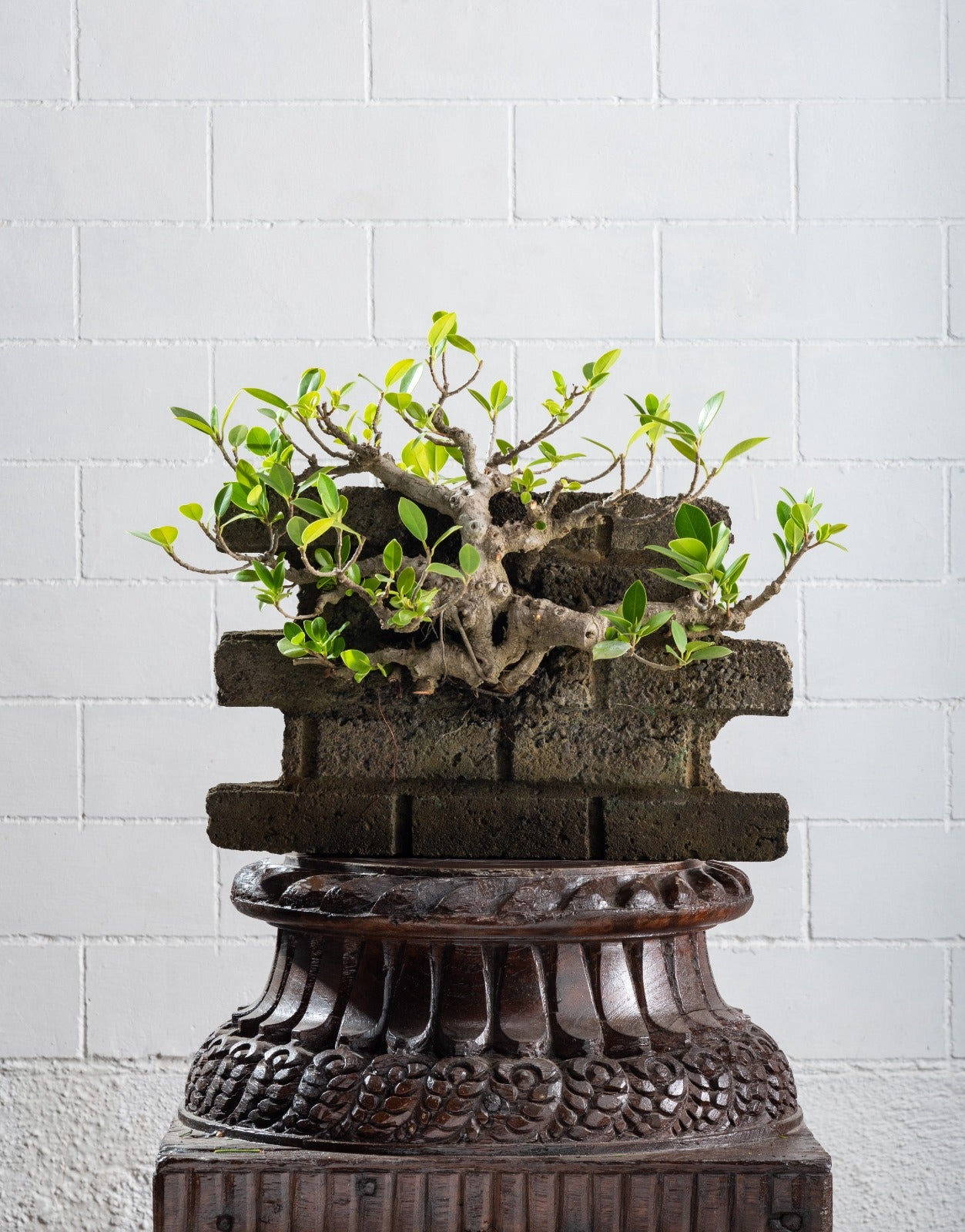 Statement: Ficus microcarpa - Small Urban Wall Concept