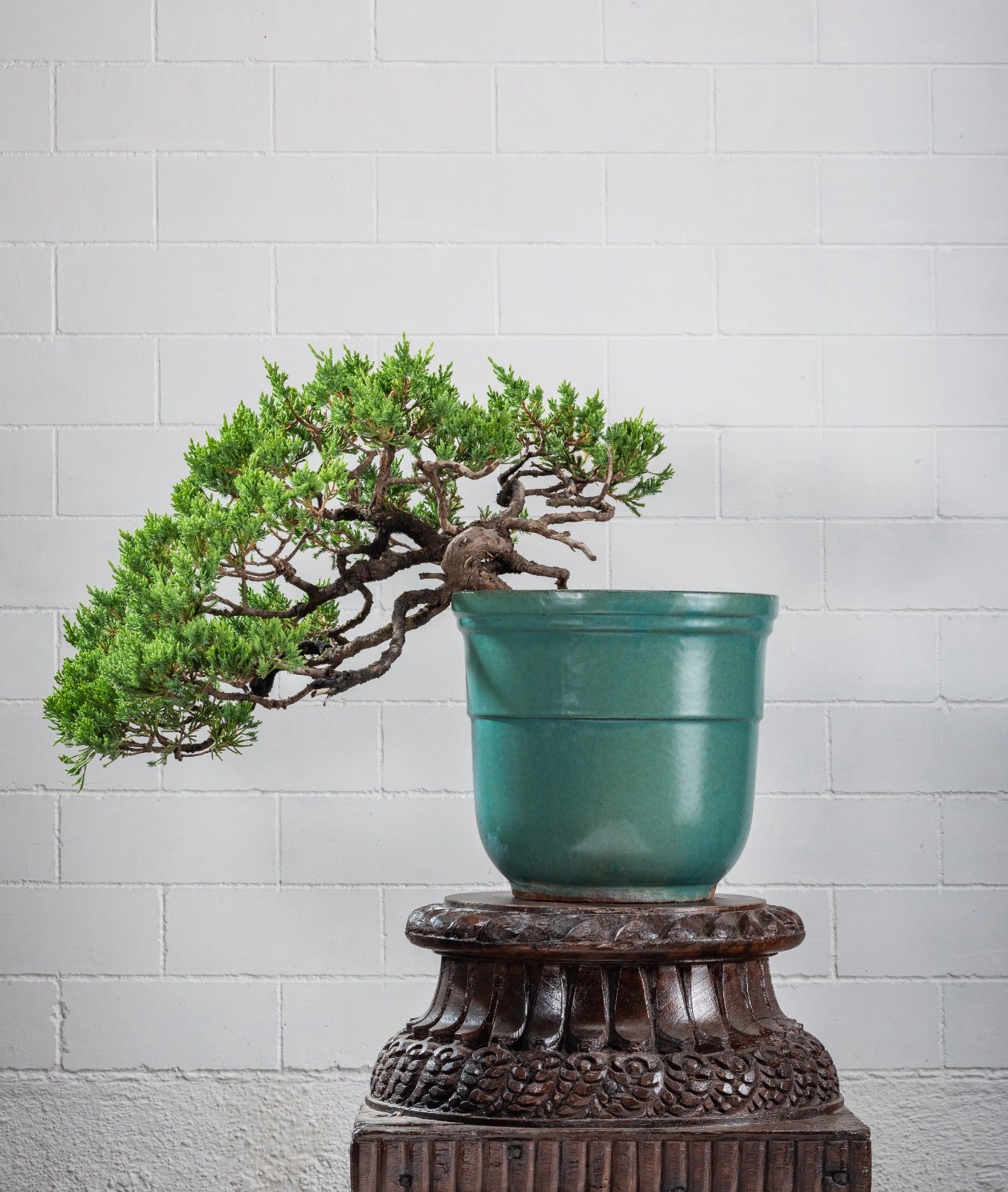 Statement: Juniperus prostrata - Semi Cascade Style