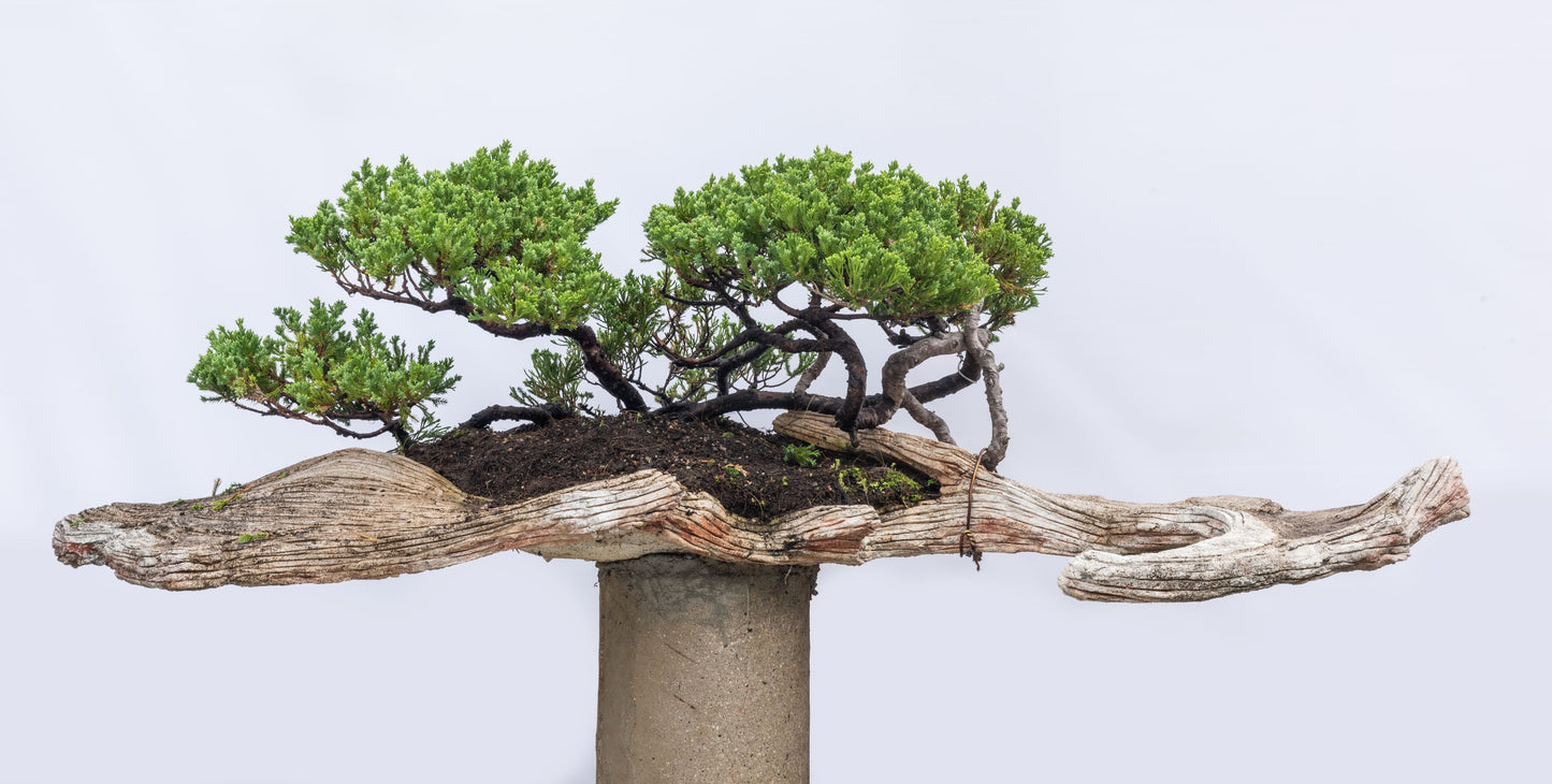 Collectible: Juniper chinesis - Multiple Penjing in a handmade art pot