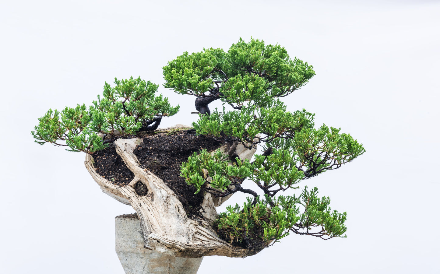 Collectible: Juniper chinesis Multiple Penjing in handmade pot