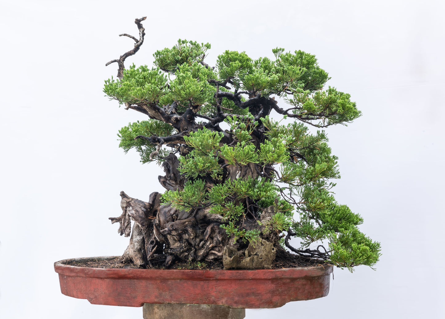Collectible: Juniperus chinesis large penjing with real driftwood