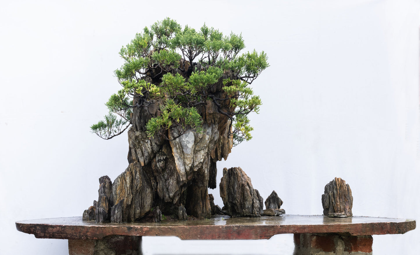 Collectible: Juniperus chinesis crafted on special Mica slate rock
