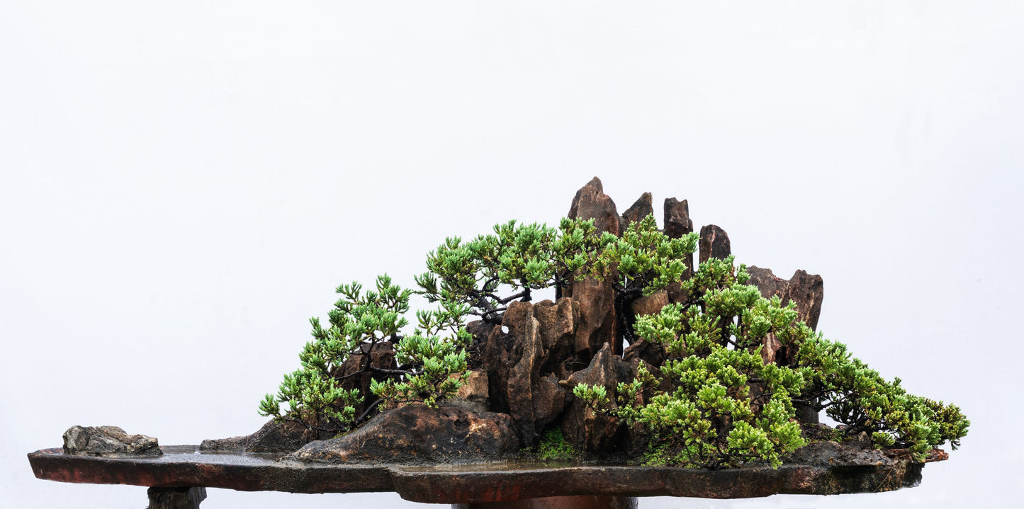 Collectible: Juniperus prostrata - Multiple tree penjing with special rocks