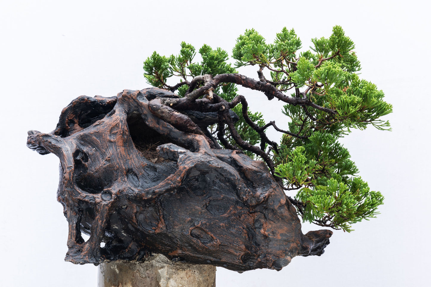 Collectible: Juniper chinesis Special Rock Pot