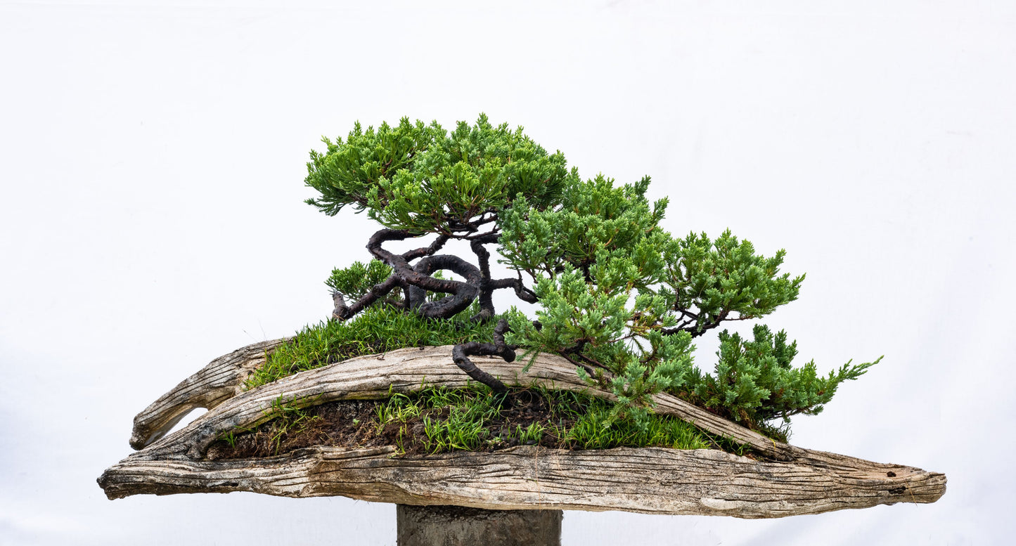 Collectible: Juniper chinesis - Multiple Tree Penjing