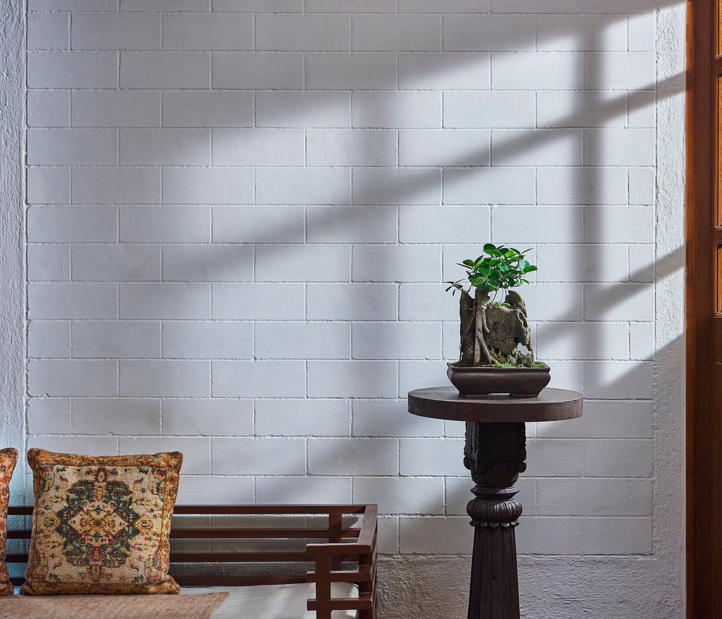 Ficus microcarpa Root with Rock