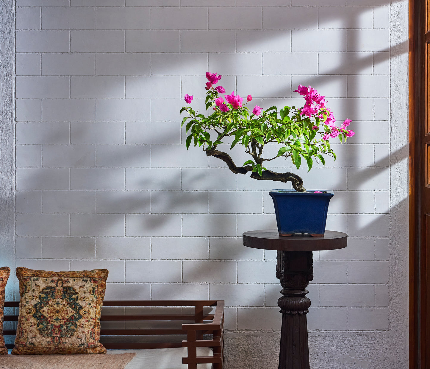 Bouganvillea Shari Trunk