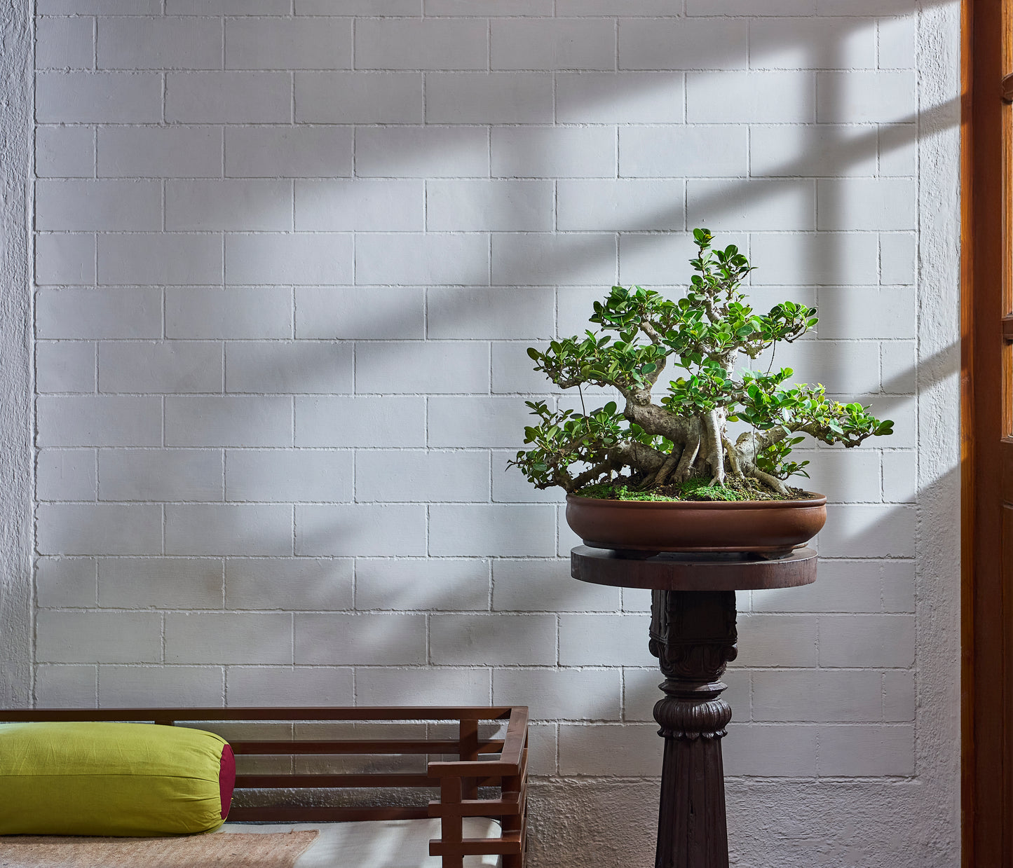 Ficus microcarpa - specimen