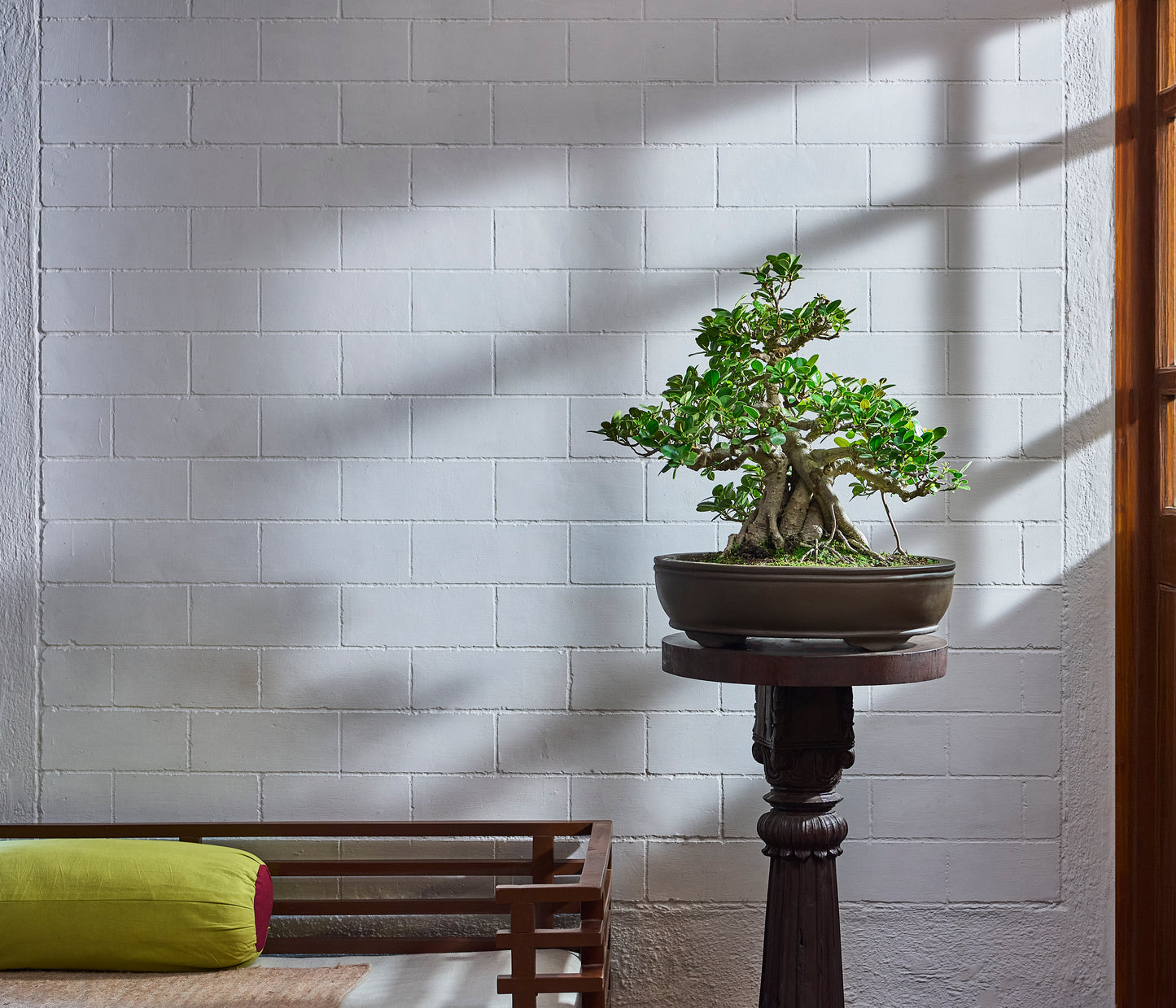 Ficus microcarpa - Specimen