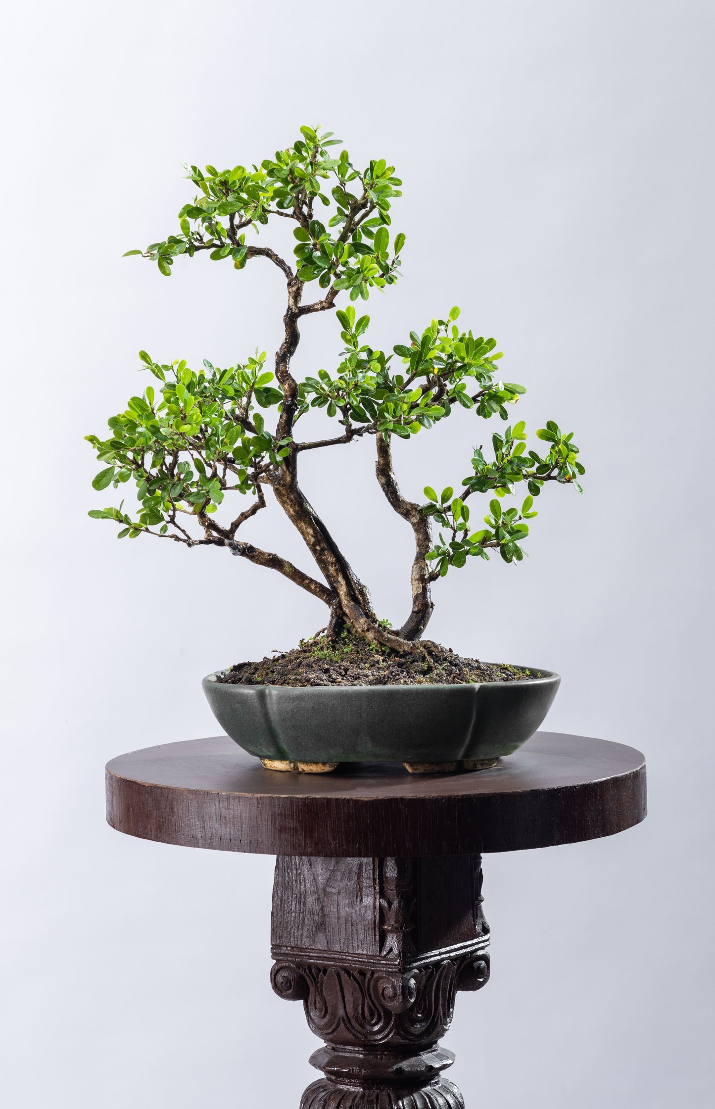 Desmodium large leaf variety - Triple Trunk Informal