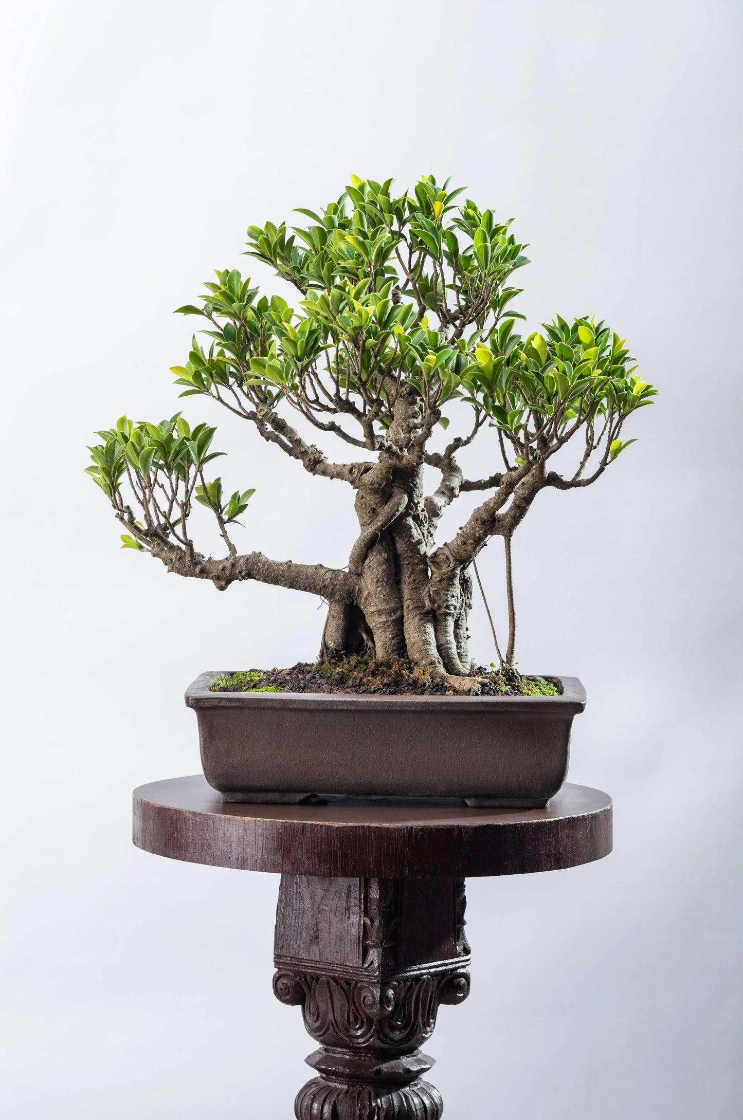 Ficus microcarpa elegant compacta - SOLD OUT