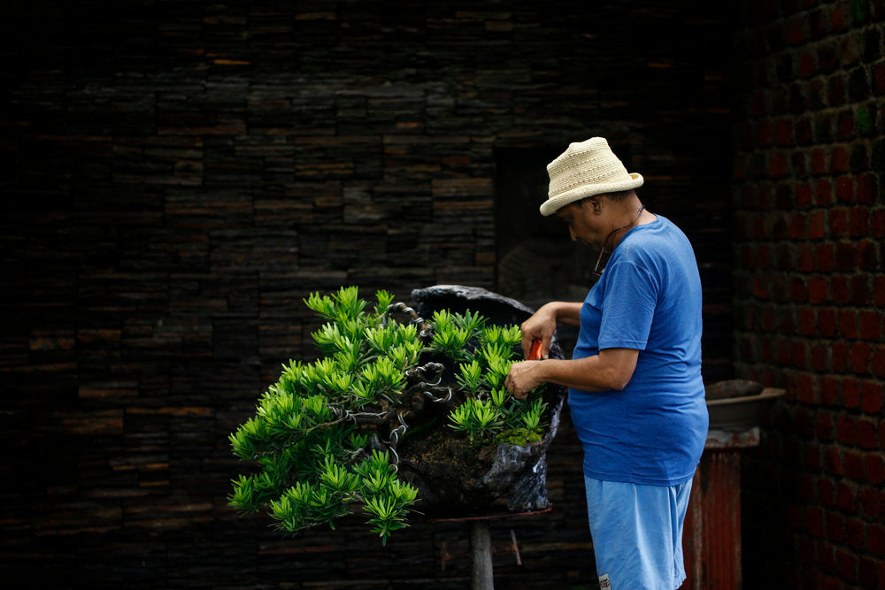 Surup 1:1 Bonsai Immersion Programme