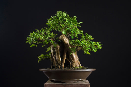 What is a Bonsai & What do you need to start?