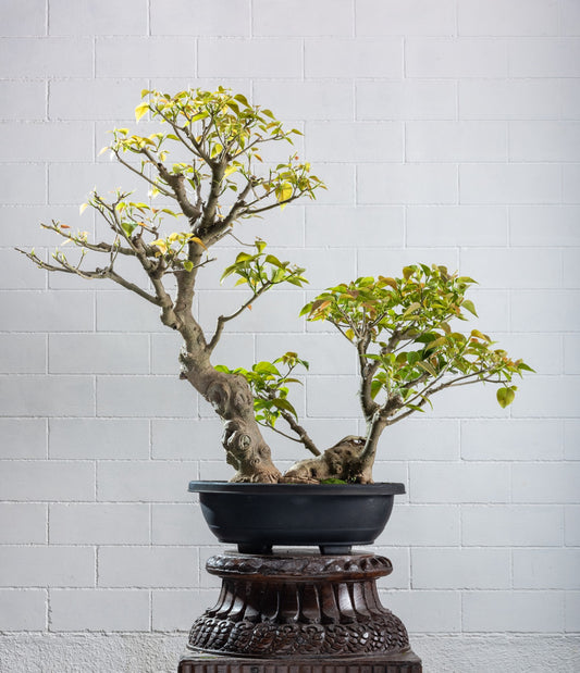 Statement: Ficus rumphi (Bodhi) - Large Informal Twin Trunk