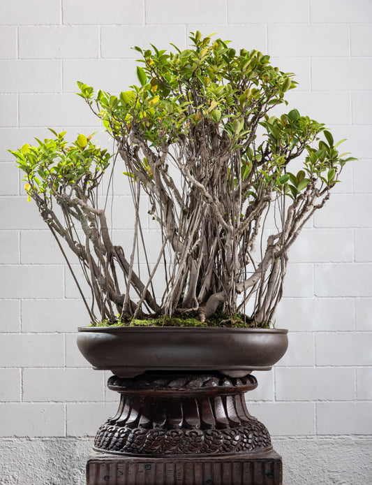 Statement: Ficus microcarpa - Large Austrailian Variety