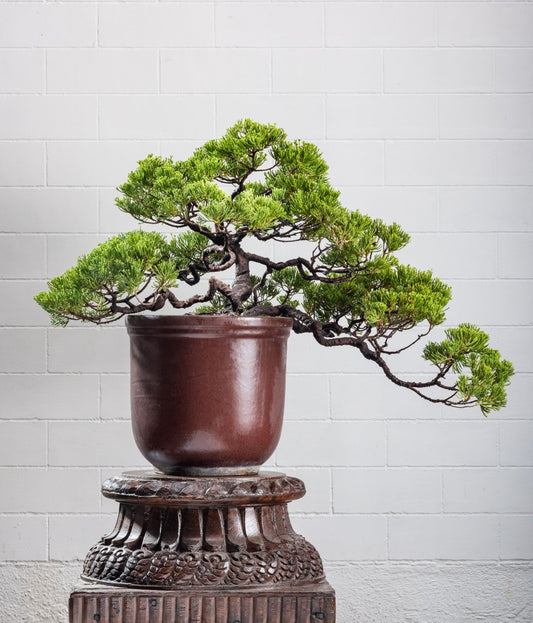 Statement: Juniperus chinesis - Semi Cascade Style