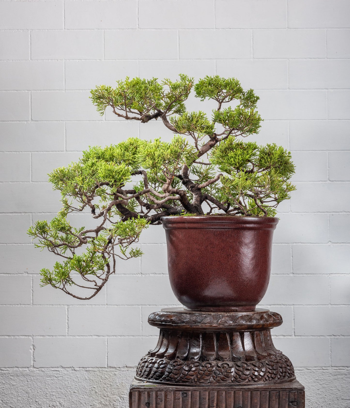 Statement: Juniperus chinesis - Semi Cascade Style