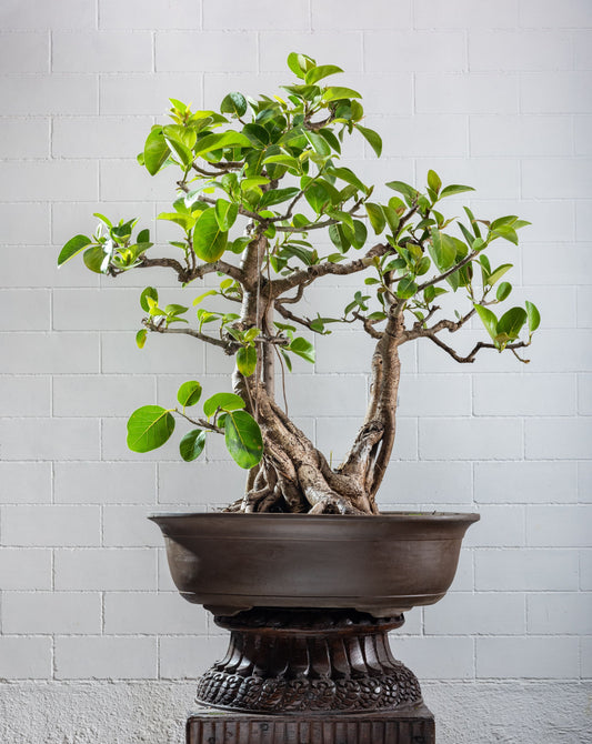 Statement: Ficus benghalensis (Banyan) - Large formal twin trunk