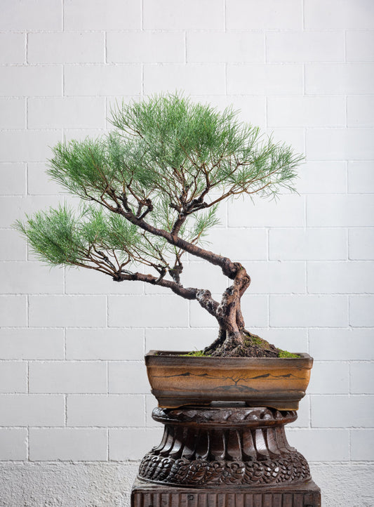 Statement: Casuarina equisetifolia - Slanting style