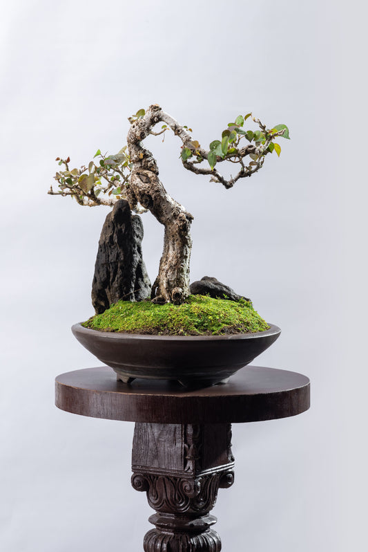 Hibiscus tileaceous - Bunjin with Rock
