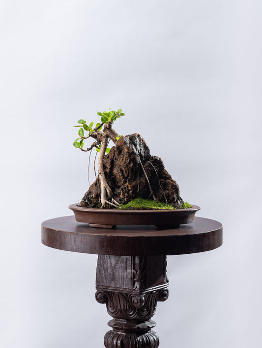 Ficus microcarpa - On The Rocks