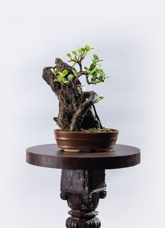 Ficus microcarpa - Informal with Tall Rock