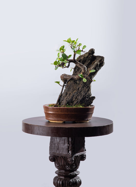 Ficus microcarpa - Informal with Tall Rock