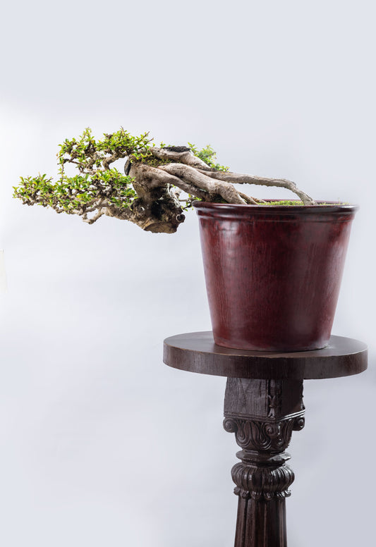Fukien tea - Semi Cascade Style
