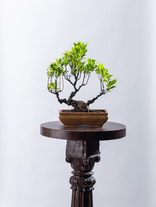 Ficus microcarpa - Informal Shohin (SOLD)