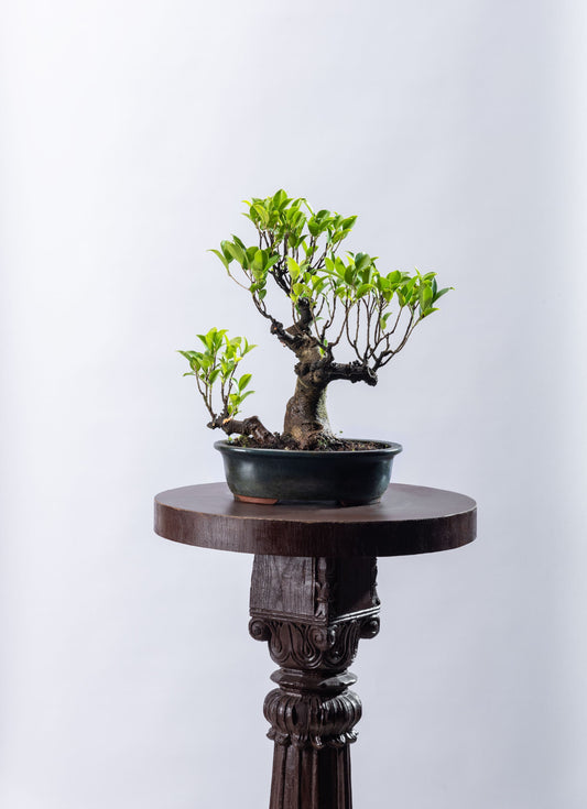 Ficus microcarpa - Mother & Child