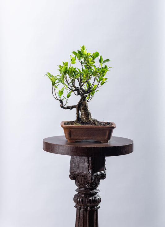 Ficus microcarpa - Formal Style