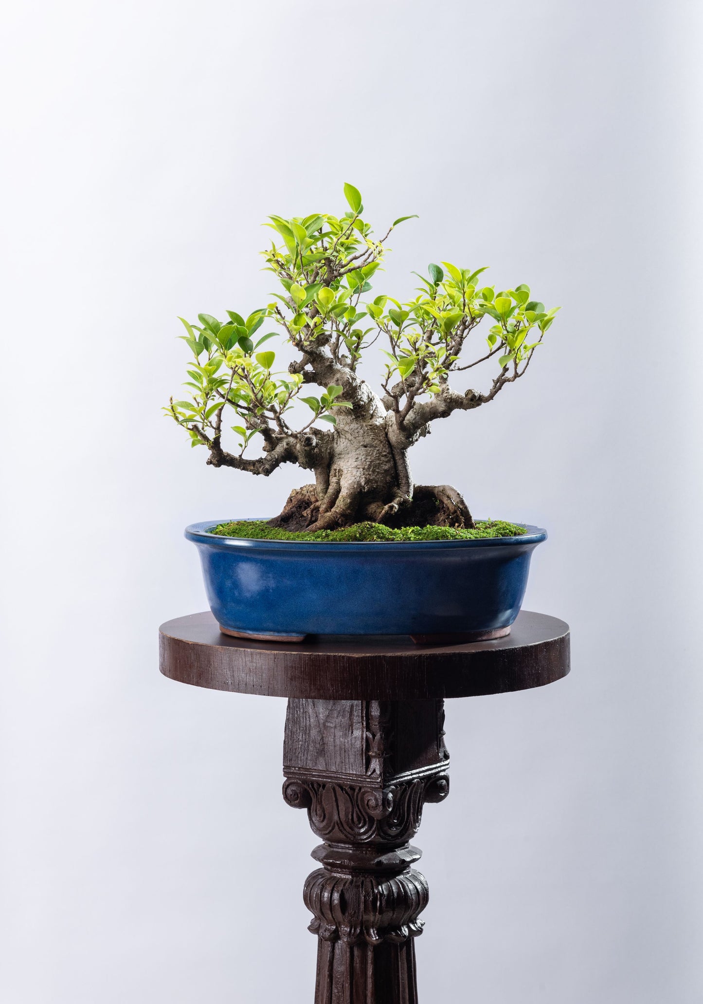 Ficus microcarpa - Matured Specimen Formal Style